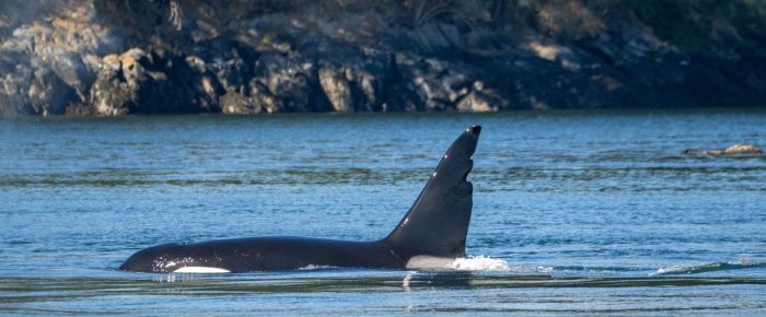 Biggs/Transient Orcas T65, T63 “Chainsaw”, T65A3, and T137A outside Friday Harbor plus a Minke whale