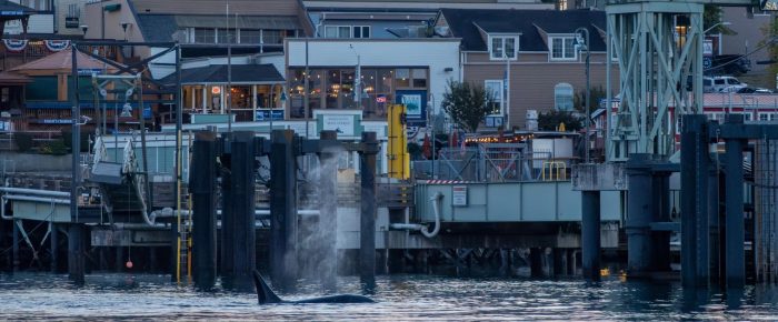 Biggs/Transient Orcas T65B’s hunting inside Friday Harbor Biggs/Transient Orcas T65B’s hunting inside Friday Harbor