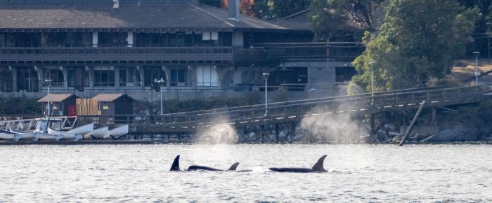 Sunset Short Sail with Biggs/Transient Orcas T49A’s in Friday Harbor Sunset Short Sail with Biggs/Transient Orcas T49A’s in Friday Harbor