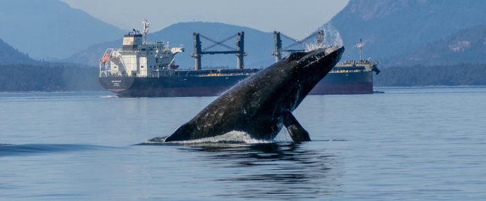Humpback Whale BCY0771 “Bump” breaching