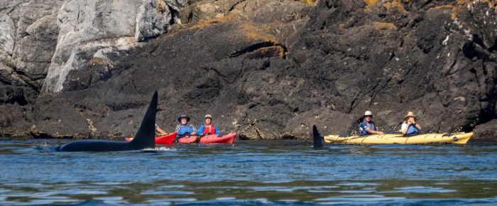 Biggs/Transient Orcas T60D and T60E westside San Juan Island