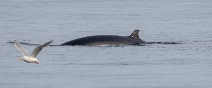 Minke whale on Salmon Bank Minke whale on Salmon Bank