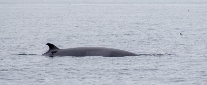 Southern Resident J Pod Orcas followed by foraging Minke Whale
