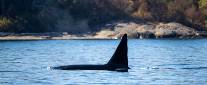 Biggs/Transient Orcas T19’s southbound from Friday Harbor Biggs/Transient Orcas T19’s southbound from Friday Harbor