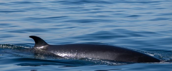 Minke Whale on Salmon Bank Minke Whale on Salmon Bank
