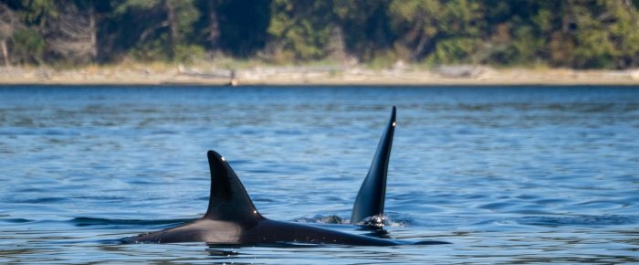 Biggs/Transient Orcas T123’s near Bellingham Channel