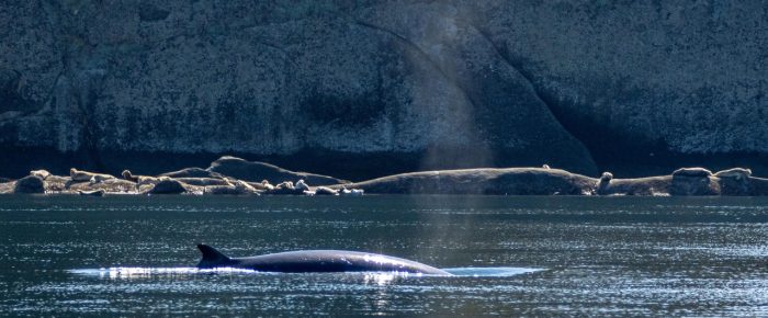 Minke Whale by Skipjack Island
