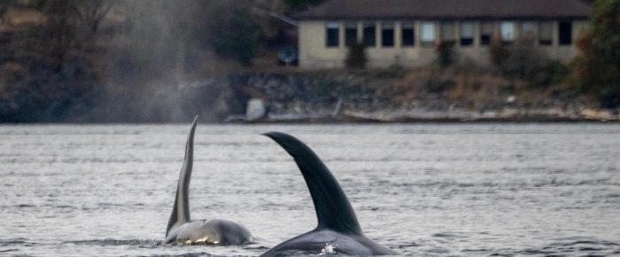 Biggs/Transient Orcas T19’s hunting outside Friday Harbor Biggs/Transient Orcas T19’s hunting outside Friday Harbor