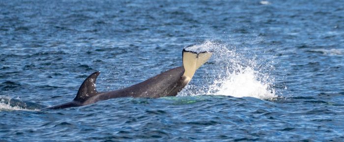 Biggs/Transient Orcas T36’s and T137A on Middle Bank Biggs/Transient Orcas T36’s and T137A on Middle Bank