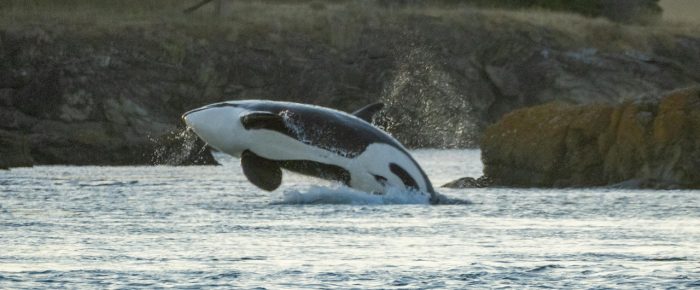 Biggs/Transient Orcas T65B’s Friday Harbor to New Channel plus T65A5