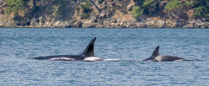 Biggs/Transient Orcas T77C and T77E near Blakely Island