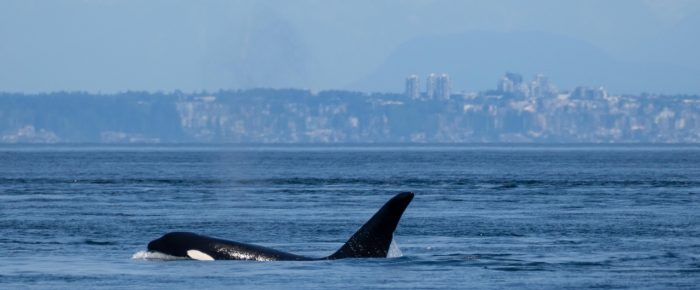 Biggs/Transient Orcas T100’s near Patos Island