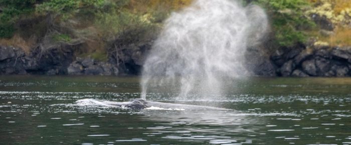 Humpback Whale BCX2081 “Bandit” passing Friday Harbor