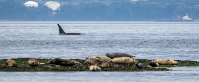 Biggs/Transient Orcas T100’s near Sucia Island