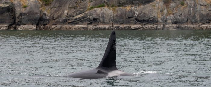 Biggs/Transient Orcas T36’s, T69E, T137A and exotic California Transients T135, T135C and T135F ! Biggs/Transient Orcas T36’s, T69E, T137A and exotic California Transients T135, T135C and T135F !
