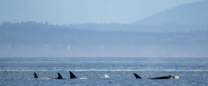 Sail to Smith Island with Orcas T75B’s, white pelicans and tufted puffins