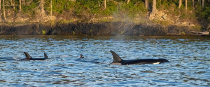Sunset Sail with Biggs/Transient Orcas T75B’s by Iceberg Pt Sunset Sail with Biggs/Transient Orcas T75B’s by Iceberg Pt