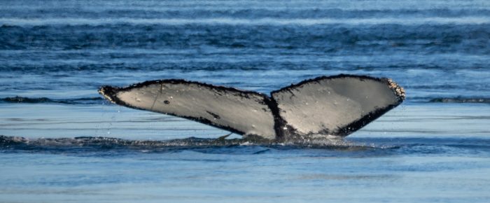 Humpback Whale BCZ0492 “Meqe”and a sail around Lopez Island Humpback Whale BCZ0492 “Meqe”and a sail around Lopez Island