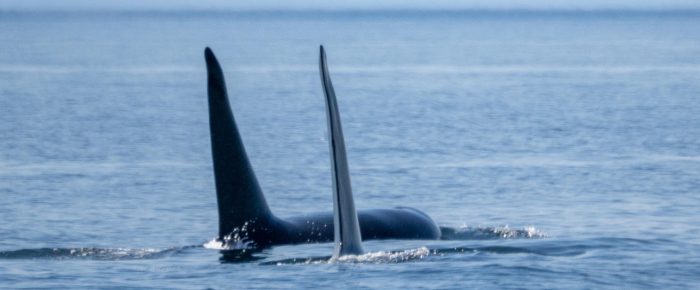 Biggs/Transient Orcas T100’s & T101’s and a couple Minke Whales
