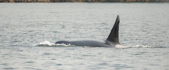 Biggs/Transient Orcas T77C and T77E by Cattle Pass Biggs/Transient Orcas T77C and T77E by Cattle Pass