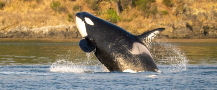 Biggs/Transient Orcas T77C and T77E sunset sail Biggs/Transient Orcas T77C and T77E sunset sail