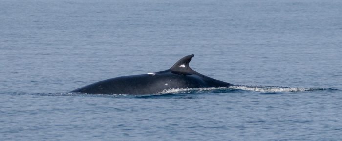 Two Minke Whales on Hein Bank (Trotsky II and Razor)