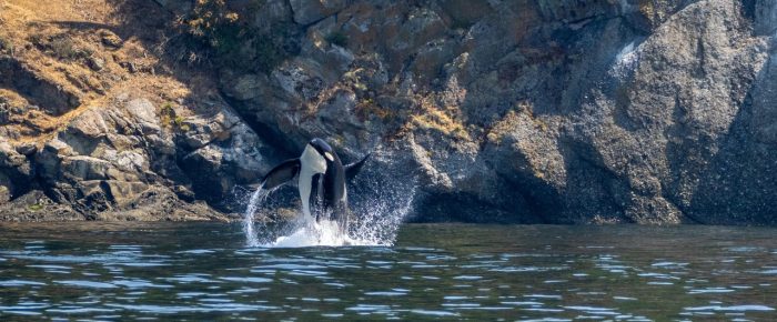 Biggs/Transient Orcas T36’s with T137A, SRKW’s from K and L pod & a Humpback BCX1795 “Scuttle” Biggs/Transient Orcas T36’s with T137A, SRKW’s from K and L pod & a Humpback BCX1795 “Scuttle”