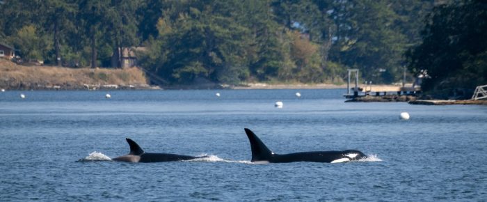 Biggs/Transient Orcas T77C and T77E in Lopez Sound Biggs/Transient Orcas T77C and T77E in Lopez Sound