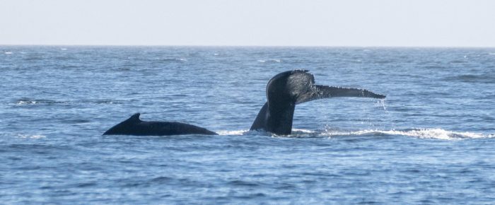 Humpback Whale BCX0870 “Scoop” and new calf Humpback Whale BCX0870 “Scoop” and new calf
