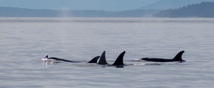 Epic Sail with Orcas T36’s, T100’s and T137A in Boundary Pass Epic Sail with Orcas T36’s, T100’s and T137A in Boundary Pass