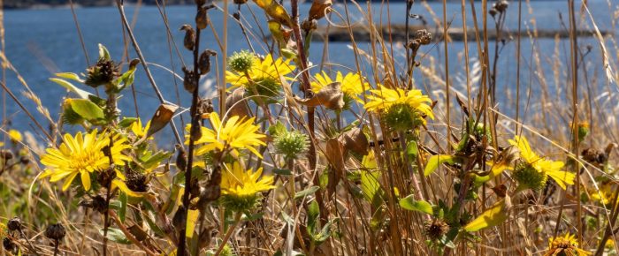 A visit to Yellow Island Nature Preserve