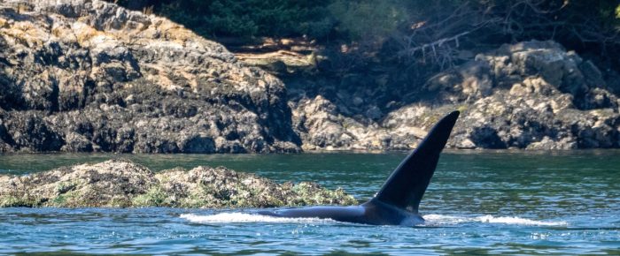Biggs/Transient Orcas T19’s by the Wasp Islands