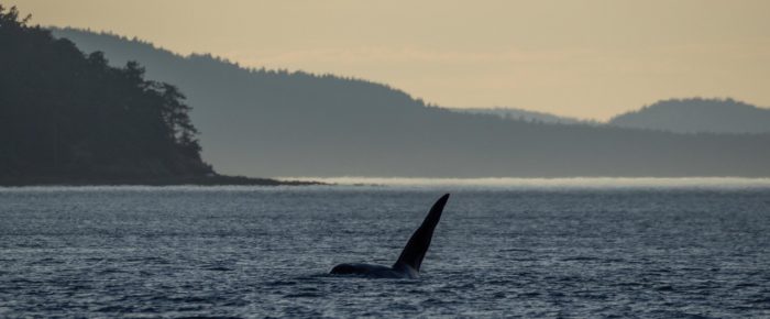 Short Sunset Sail with Orcas T19’s near Jones Island Short Sunset Sail with Orcas T19’s near Jones Island
