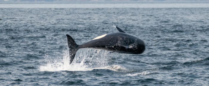 Epic Sail with Orcas T19’s, T46B’s & T49A’s Epic Sail with Orcas T19’s, T46B’s & T49A’s