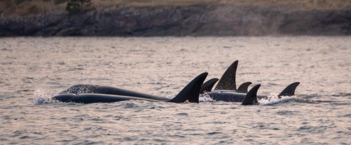 Biggs/Transient Orcas T46B’s near Fisherman’s Harbor at Sunset