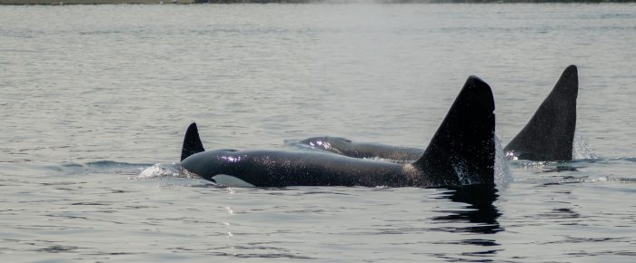 Biggs/Transient Orcas T19’s in San Juan Channel