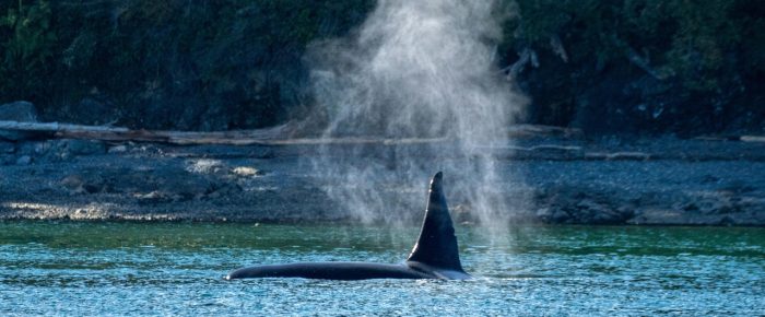 Biggs/Transient Orcas T49A2 with T49C in Rosario Strait Biggs/Transient Orcas T49A2 with T49C in Rosario Strait