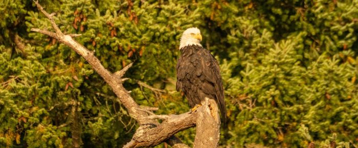 Bald eagles and more on our sunset sail Bald eagles and more on our sunset sail