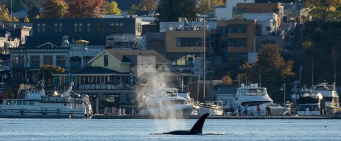 Biggs/Transient Orcas T19’s passing Friday Harbor and full moon rise Biggs/Transient Orcas T19’s passing Friday Harbor and full moon rise