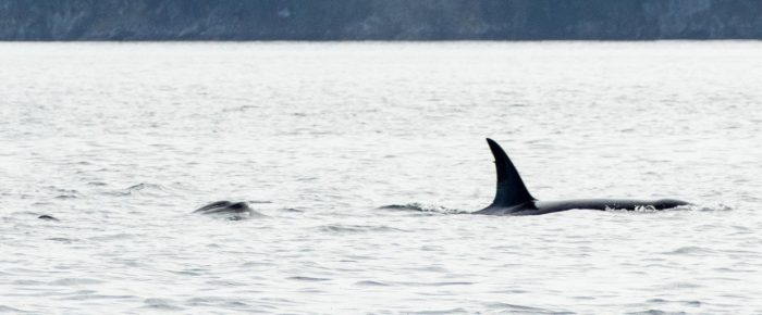 Orcas T35A’s, T49A’s with T50B1 and T50D, T60’s with T59A4 traveling towards Active Pass