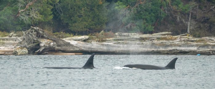 Biggs/Transient Orcas T49A’s with T50B1 and T50D near Shaw Island Biggs/Transient Orcas T49A’s with T50B1 and T50D near Shaw Island