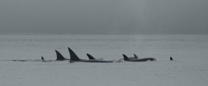 Biggs/Transient Orcas T46B’s in the fog in San Juan Channel Biggs/Transient Orcas T46B’s in the fog in San Juan Channel