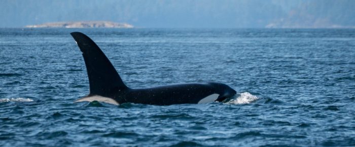 Biggs/Transient Orcas T19’s, T49A’s & T50B1 and T50D in Haro Strait Biggs/Transient Orcas T19’s, T49A’s & T50B1 and T50D in Haro Strait