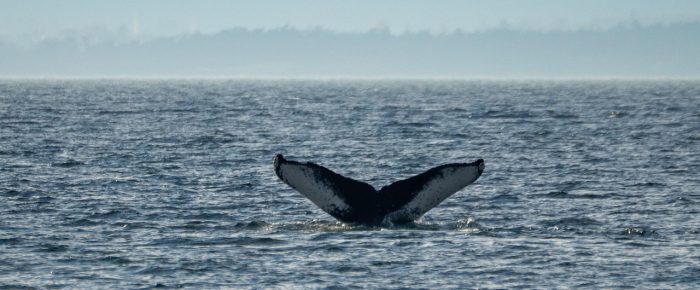 Humpback Whale BCY1552 near Salmon Bank Humpback Whale BCY1552 near Salmon Bank