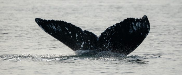 Humpback Whale CRC-23332 north of Flattop Island