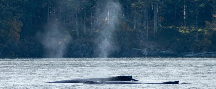 Two Humpback Whales BCX1566 “Stitch” and the 2024 calf of “Hecate”near Sidney Island Two Humpback Whales BCX1566 “Stitch” and the 2024 calf of “Hecate”near Sidney Island